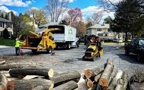 Best Tree Maintenance Programs  in Lindale, TX