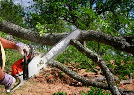 Best Tree Mulching  in Lindale, TX