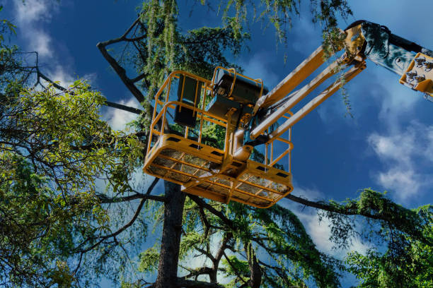  Lindale, TX Tree Services Pros