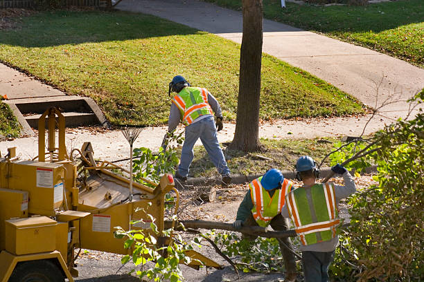 Best Commercial Tree Services  in Lindale, TX